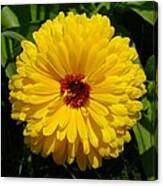 Holligold Blossoming Yellow Pot Marigold Flower Canvas Print