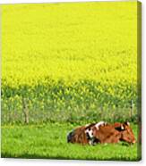 Holstein Cattle And Canola Canvas Print