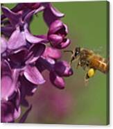 Honey Bee And Lilac Canvas Print