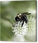 Honey Bee At Work Canvas Print