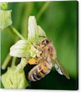 Honey Bee On White Bryony Canvas Print