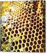Honey Honey Canvas Print