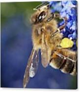 Honeybee Collecting Pollen Canvas Print