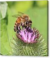 Honeybee On Burdock Canvas Print