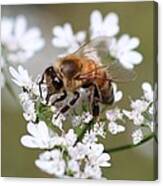 Honeybee On Cilantro Canvas Print