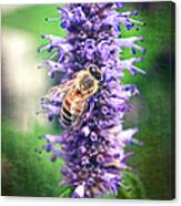 Honeybee On Hyssop Canvas Print
