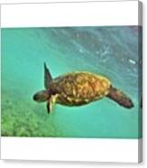 #honu #turtle #greenseaturtle Canvas Print