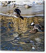 Hooded Merganser Ducks In Flight Canvas Print