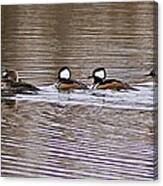 Hooded Mergansers Iv Canvas Print