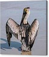 Hooked Pelican Canvas Print