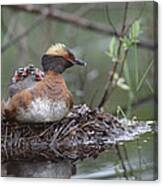 Horned Grebe On Nest With Chicks Canvas Print