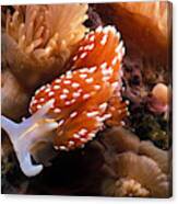 Horned Nudibranch Canvas Print