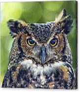 Horned Owl Up Close Canvas Print