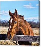 Horse Country Canvas Print
