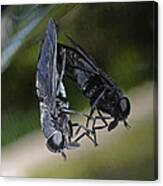 Horse Fly Canvas Print