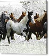 Horse Herd #3 Canvas Print