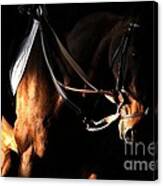 Horse In The Shade Canvas Print