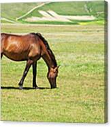 Horse Pasture Canvas Print