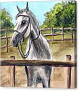 Horse Play Canvas Print