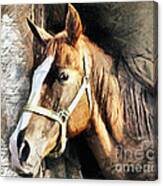 Horse Portrait - Drawing Canvas Print