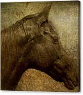 Horse Portriat Canvas Print