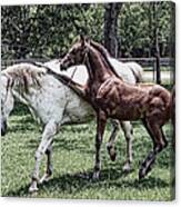 Horse Yoga Canvas Print