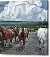 Horses Coming Home Canvas Print