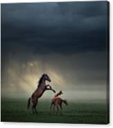 Horses Fight Canvas Print