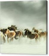 Horses Gallop Canvas Print