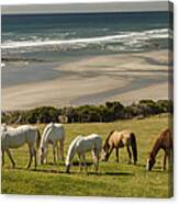 Horses Grazing Golden Bay New Zealand Canvas Print
