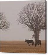 Horses In Morning Fog Canvas Print
