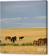 Horses In Saskatchewan Canvas Print