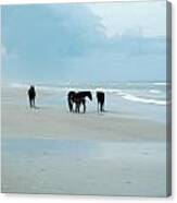 Horses Of The Obx Canvas Print