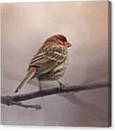 House Finch In January Canvas Print