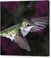 Hovering Hummer Canvas Print