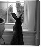 How Much Is The Doggie In The Window? Canvas Print