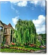 How's Your Weeping Willow Canvas Print