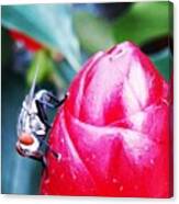 Huge Fly With Big Red Eyes Canvas Print