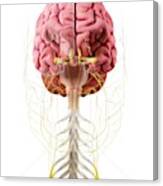 Human Brain And Nerves Canvas Print