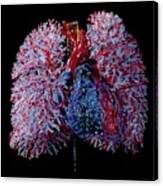 Human Heart And Lung Blood Vessels Canvas Print