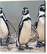 Humboldt Penguins Standing In A Row Canvas Print