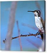 Hummingbird 20323 3 Canvas Print