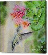 Hummingbird - All In Canvas Print