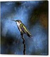Hummingbird Beauty Canvas Print