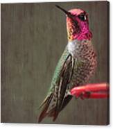 Hummingbird Flare Canvas Print