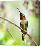Hummingbird Looking For Love Square Canvas Print