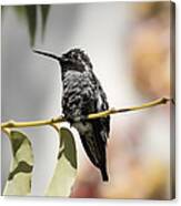 Hummingbird On Branch Canvas Print