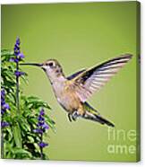 Hummingbird On Purple Flowers Canvas Print