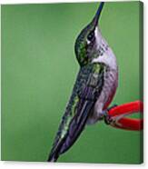 Hummingbird Profile Canvas Print