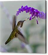 Hummingbird Series 01 Canvas Print